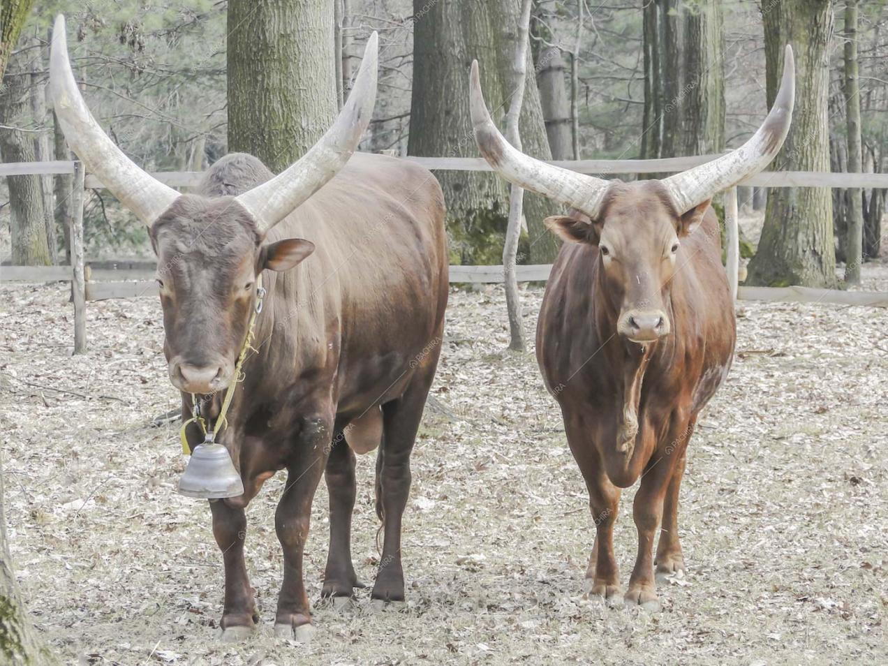 Buoi marroni nell'ampio parco della location Potus