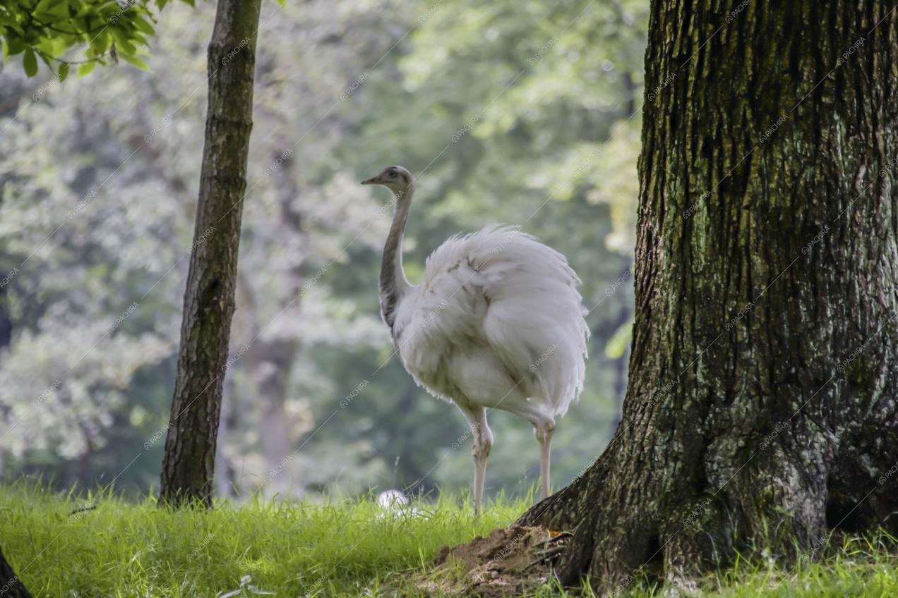 Nell'ampio parco della location Potus ecco uno struzzo