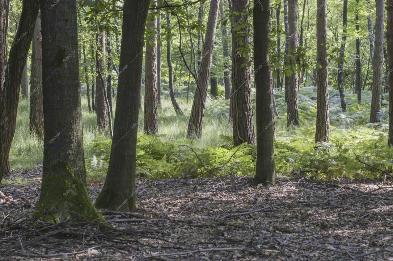 Ecco il grande parco della location Potus, pieno di alberi e arbusti