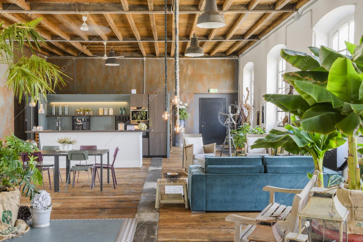 Cucina a parete, divano e grandi piante da interni