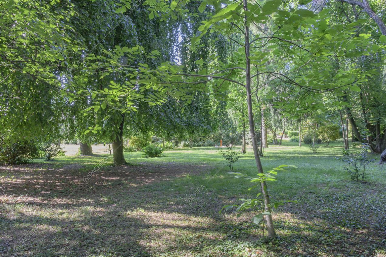 Ombra creata dagli alti alberi nel vasto giardino