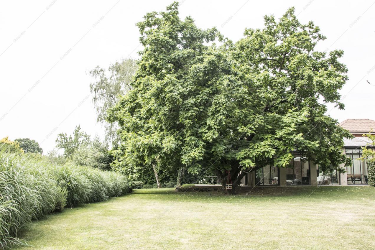 Imponenti alberi nel giardino esterno alla villa 
